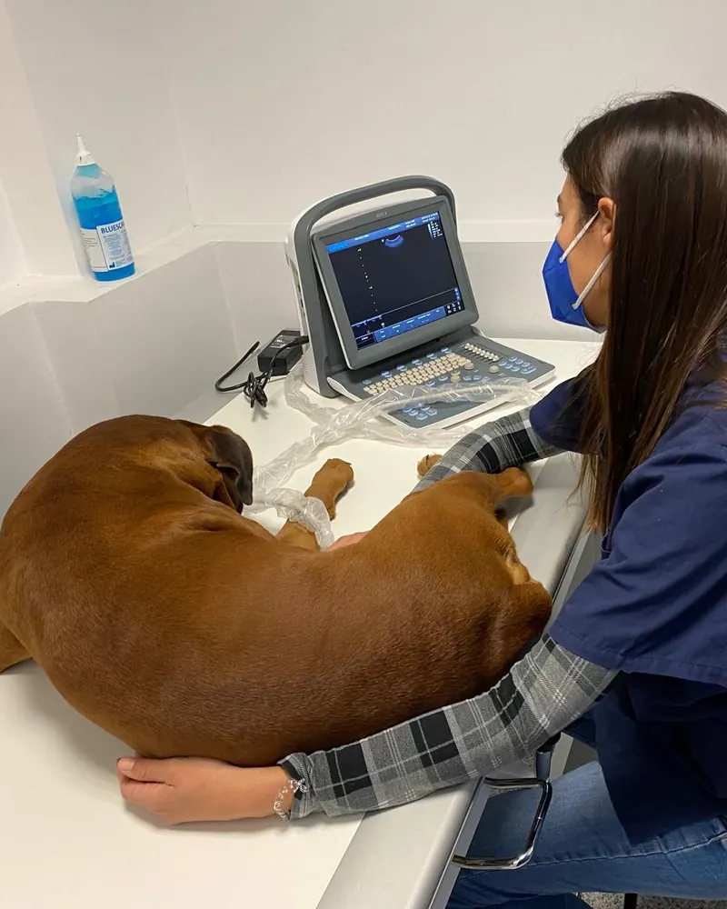 Ecografia a um cão deitado na marquesa, na clínica Fidalvet