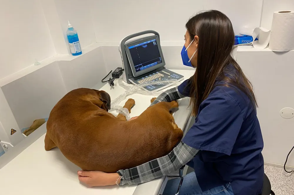 Ecografia a um cão deitado na marquesa, na clínica Fidalvet